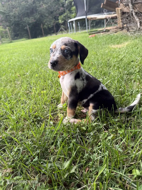 Rugger  – Catahoula Leopard Dog puppy for sale in Bessemer City, NC