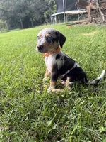 Rugger , a male Catahoula Leopard Dog for sale in Bessemer City, NC – 1 of 1