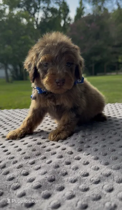 Rex – Poodle - Standard  puppy for sale in Bessemer City, NC