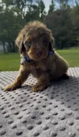 Rex, a male Poodle - Standard  for sale in Bessemer City, NC – 2 of 3