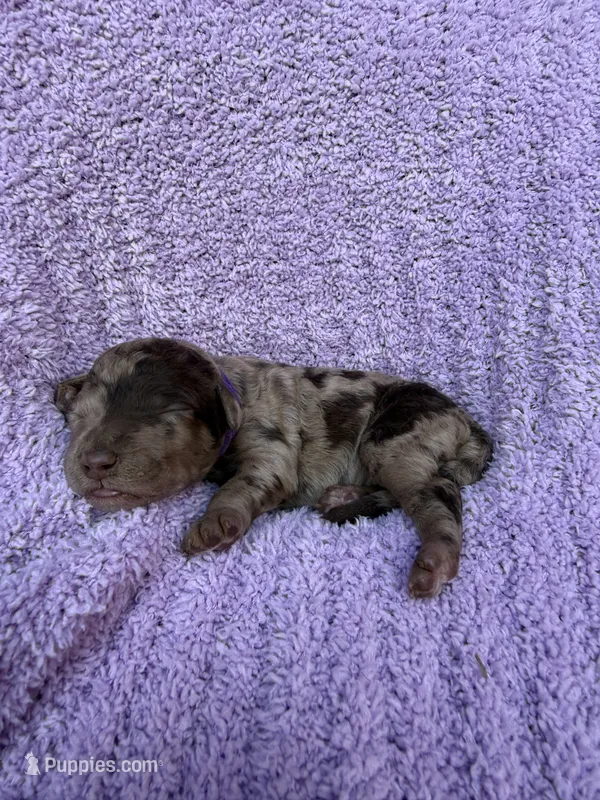 Daisy  – Miniature Aussiedoodle puppy for sale in Bessemer City, NC