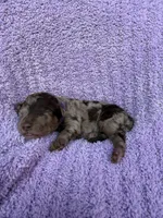 Daisy , a female Miniature Aussiedoodle for sale in Bessemer City, NC – 1 of 1