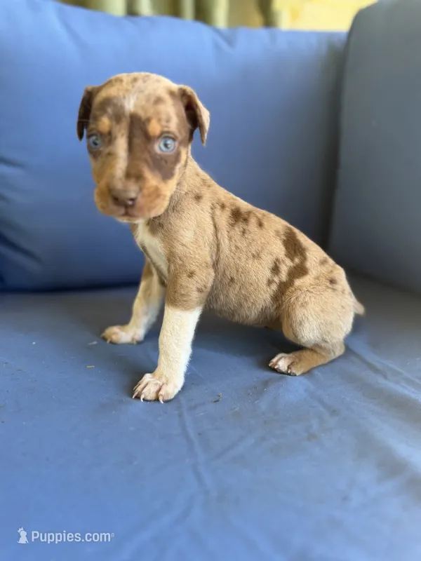Jess – Catahoula Leopard Dog puppy for sale in Bessemer City, NC