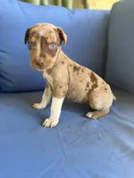 Jess, a female Catahoula Leopard Dog for sale in Bessemer City, NC – 1 of 1