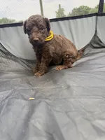 Trip, a male Miniature Aussiedoodle for sale in Bessemer City, NC – 2 of 3