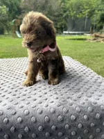 Channel, a female Poodle - Standard  for sale in Bessemer City, NC – 2 of 4