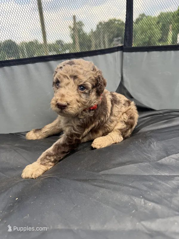 Boone – Miniature Aussiedoodle puppy on hold in Bessemer City, NC