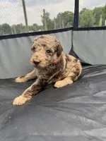 Boone, a male Miniature Aussiedoodle for sale in Bessemer City, NC – 1 of 2
