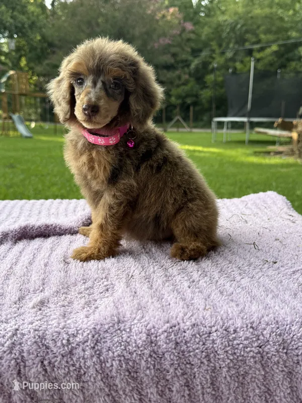 Lexi – Poodle - Standard  puppy for sale in Bessemer City, NC