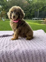 Lexi, a female Poodle - Standard  for sale in Bessemer City, NC – 1 of 4