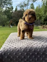 Lexi, a female Poodle - Standard  for sale in Bessemer City, NC – 4 of 4