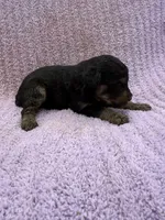 Trixie , a female Miniature Aussiedoodle for sale in Bessemer City, NC – 2 of 2