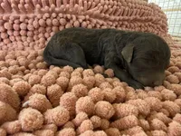 Trip, a male Miniature Aussiedoodle for sale in Bessemer City, NC – 1 of 1
