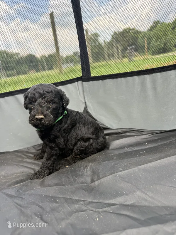 Jojo – Poodle - Miniature , Miniature Aussiedoodle puppy for sale in Bessemer City, NC
