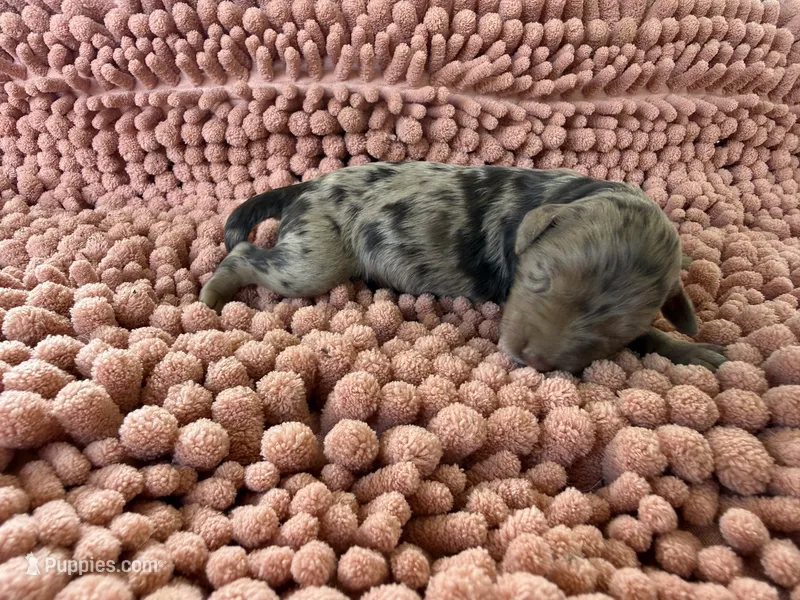 Boone – Miniature Aussiedoodle puppy for sale in Bessemer City, NC