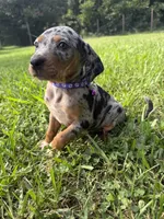 Flower, a female Catahoula Leopard Dog for sale in Bessemer City, NC – 2 of 2