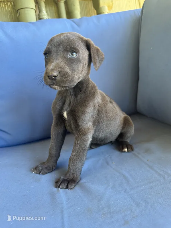 Paislee – Catahoula Leopard Dog puppy for sale in Bessemer City, NC