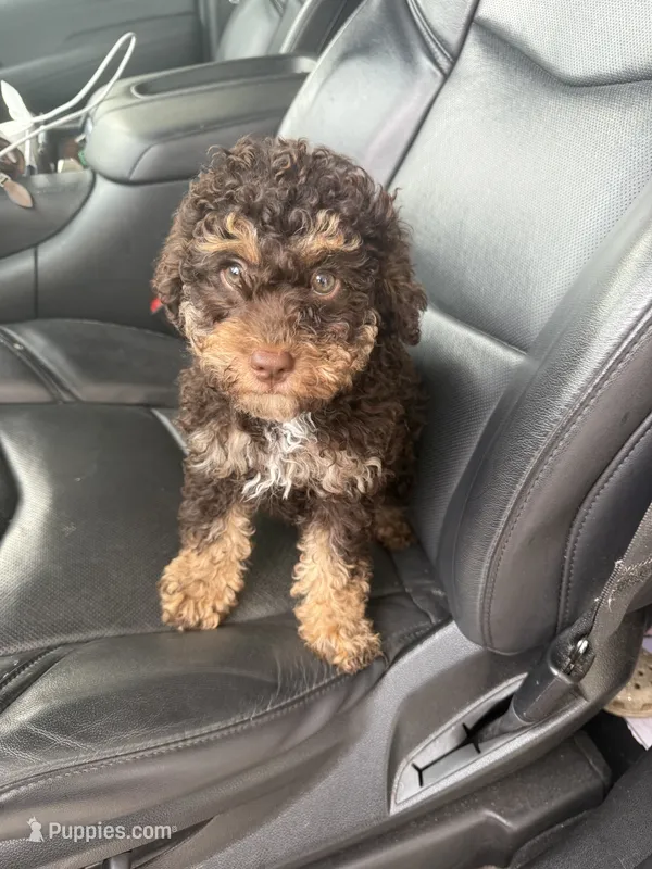 Daisy – Poodle - Miniature  puppy for sale in Bessemer City, NC