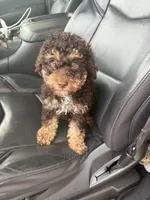 Daisy, a female Poodle - Miniature  for sale in Bessemer City, NC – 1 of 1