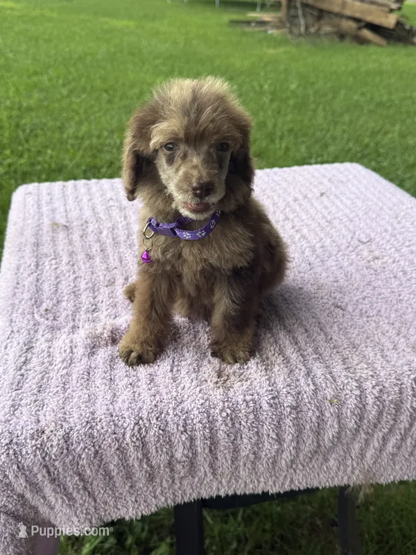 Channel – Poodle - Standard  puppy for sale in Bessemer City, NC