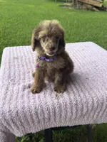 Channel, a female Poodle - Standard  for sale in Bessemer City, NC – 1 of 4