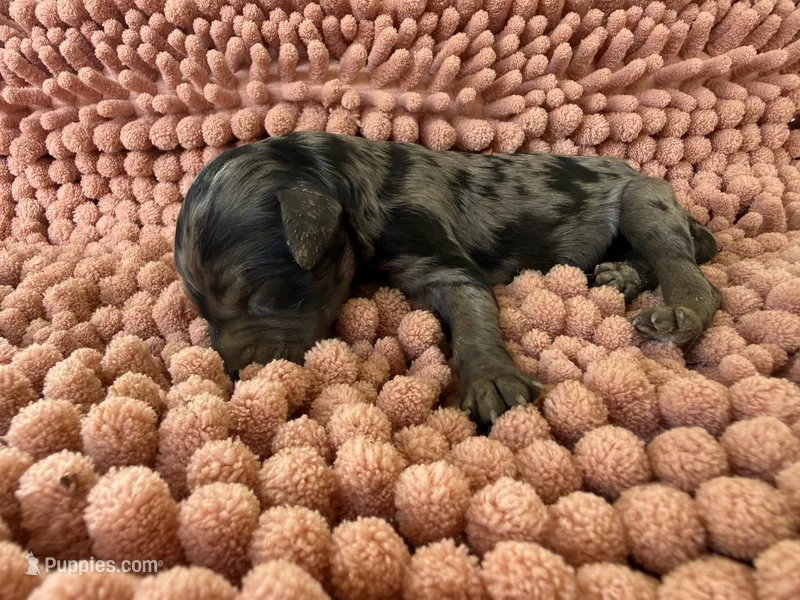 Lilly – Miniature Aussiedoodle puppy for sale in Bessemer City, NC