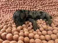 Lilly, a female Miniature Aussiedoodle for sale in Bessemer City, NC – 1 of 1
