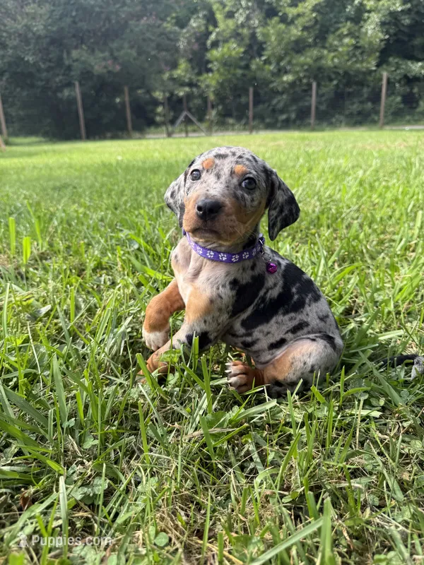 Flower – Catahoula Leopard Dog puppy for sale in Bessemer City, NC