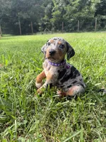 Flower, a female Catahoula Leopard Dog for sale in Bessemer City, NC – 1 of 2