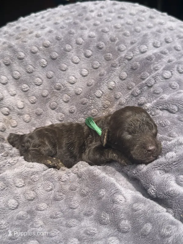 Penny – Poodle - Standard  puppy for sale in Bessemer City, NC