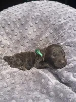 Penny, a female Poodle - Standard  for sale in Bessemer City, NC – 1 of 1