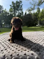 Hersey, a male Poodle - Standard  for sale in Bessemer City, NC – 3 of 3