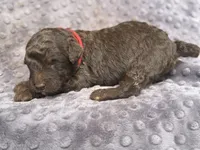 River , a male Miniature Aussiedoodle for sale in Bessemer City, NC – 2 of 3