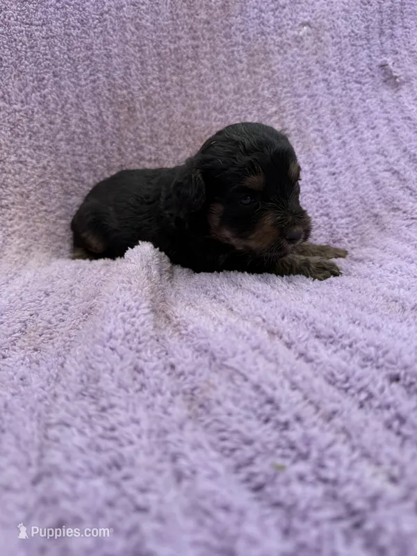 Trixie  – Miniature Aussiedoodle puppy for sale in Bessemer City, NC