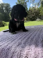 Peaches , a female Goldendoodle for sale in Bessemer City, NC – 1 of 1