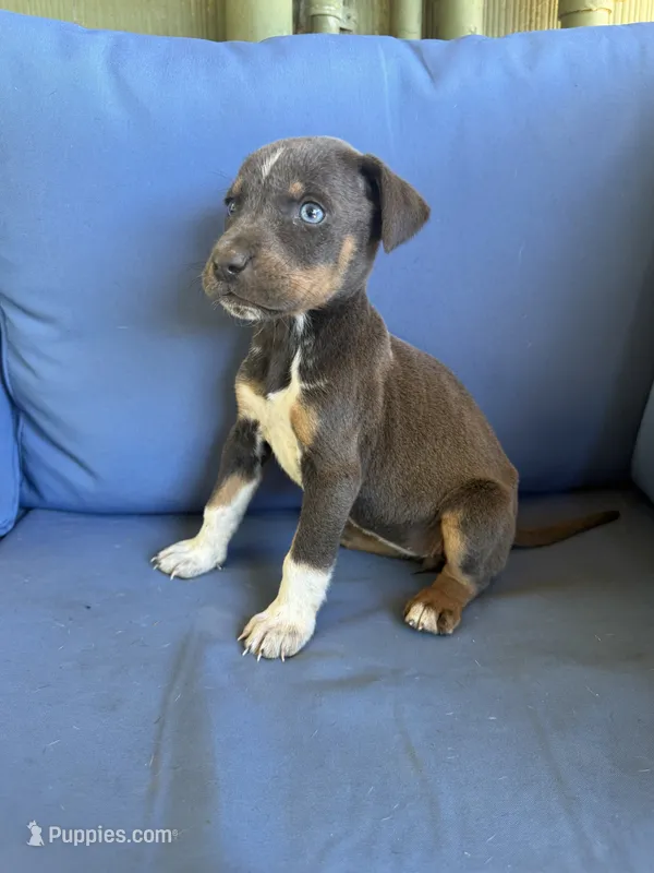 Lena – Catahoula Leopard Dog puppy for sale in Bessemer City, NC