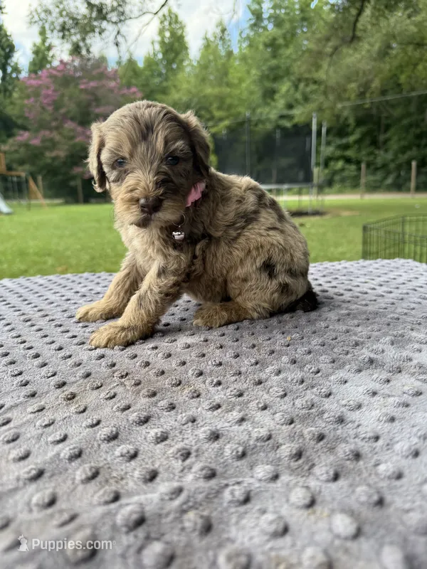 Viva  – Poodle - Miniature , Miniature Aussiedoodle puppy for sale in Bessemer City, NC