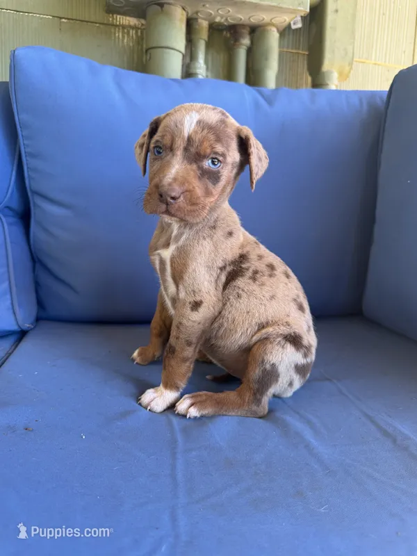 Zoe – Catahoula Leopard Dog puppy for sale in Bessemer City, NC