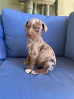 Zoe, a female Catahoula Leopard Dog for sale in Bessemer City, NC – 1 of 1