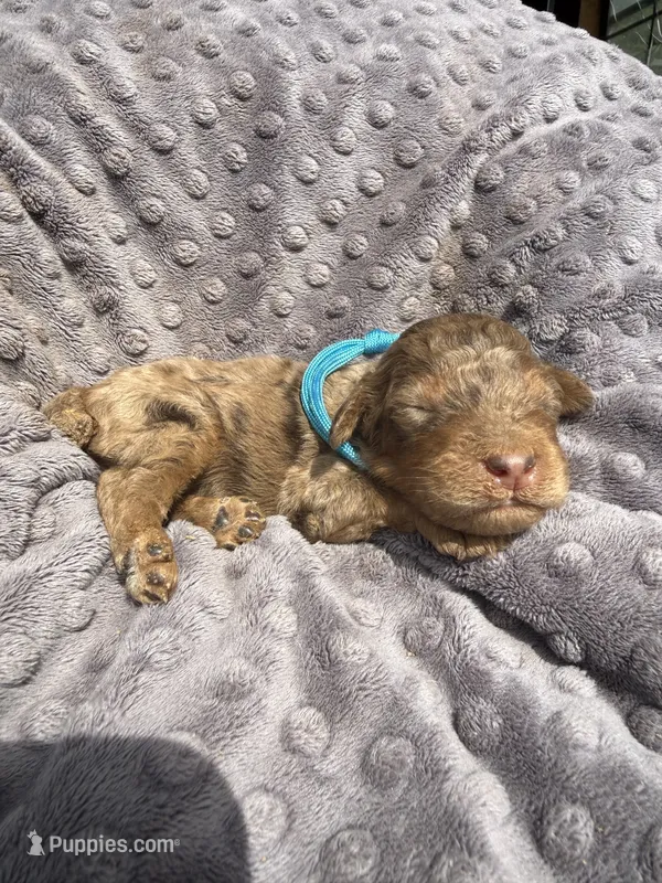 Rex – Poodle - Standard  puppy for sale in Bessemer City, NC