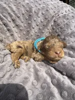 Rex, a male Poodle - Standard  for sale in Bessemer City, NC – 1 of 1
