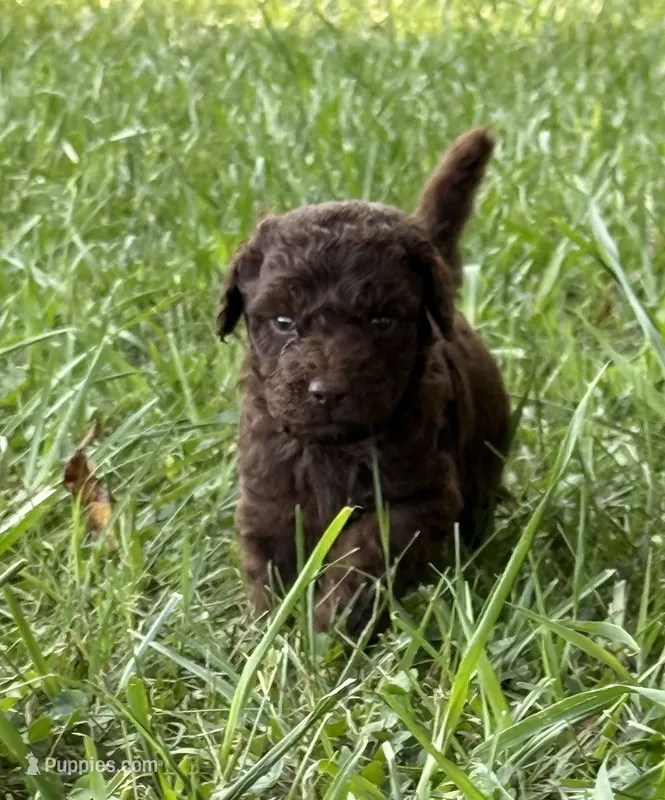 Trip – Miniature Aussiedoodle puppy for sale in Bessemer City, NC
