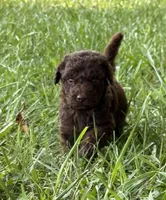Trip, a male Miniature Aussiedoodle for sale in Bessemer City, NC – 1 of 3
