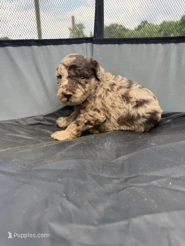 Daisy  – Miniature Aussiedoodle puppy on hold in Bessemer City, NC