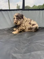 Daisy , a female Miniature Aussiedoodle for sale in Bessemer City, NC – 1 of 2