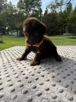 Hersey, a male Poodle - Standard  for sale in Bessemer City, NC – 1 of 3