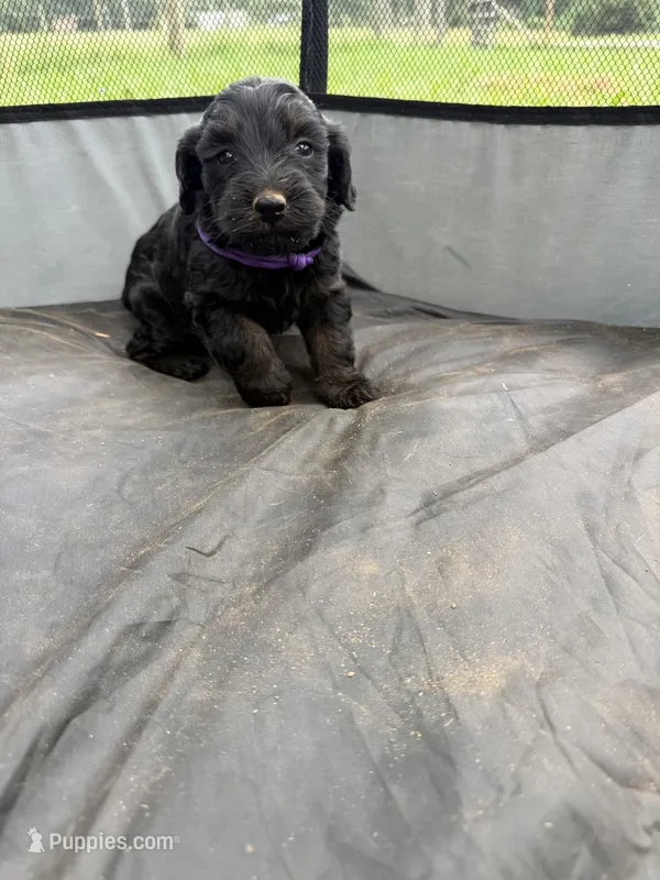 Flower – Miniature Aussiedoodle puppy for sale in Bessemer City, NC
