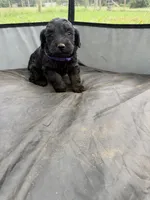 Flower, a female Miniature Aussiedoodle for sale in Bessemer City, NC – 2 of 3