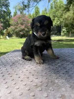 Trixie , a female Miniature Aussiedoodle for sale in Bessemer City, NC – 1 of 4