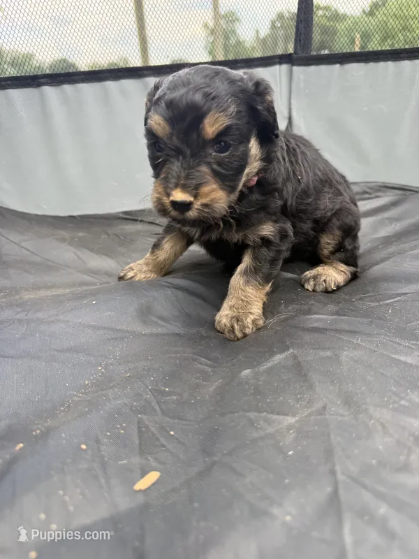 Trixie  – Miniature Aussiedoodle puppy for sale in Bessemer City, NC